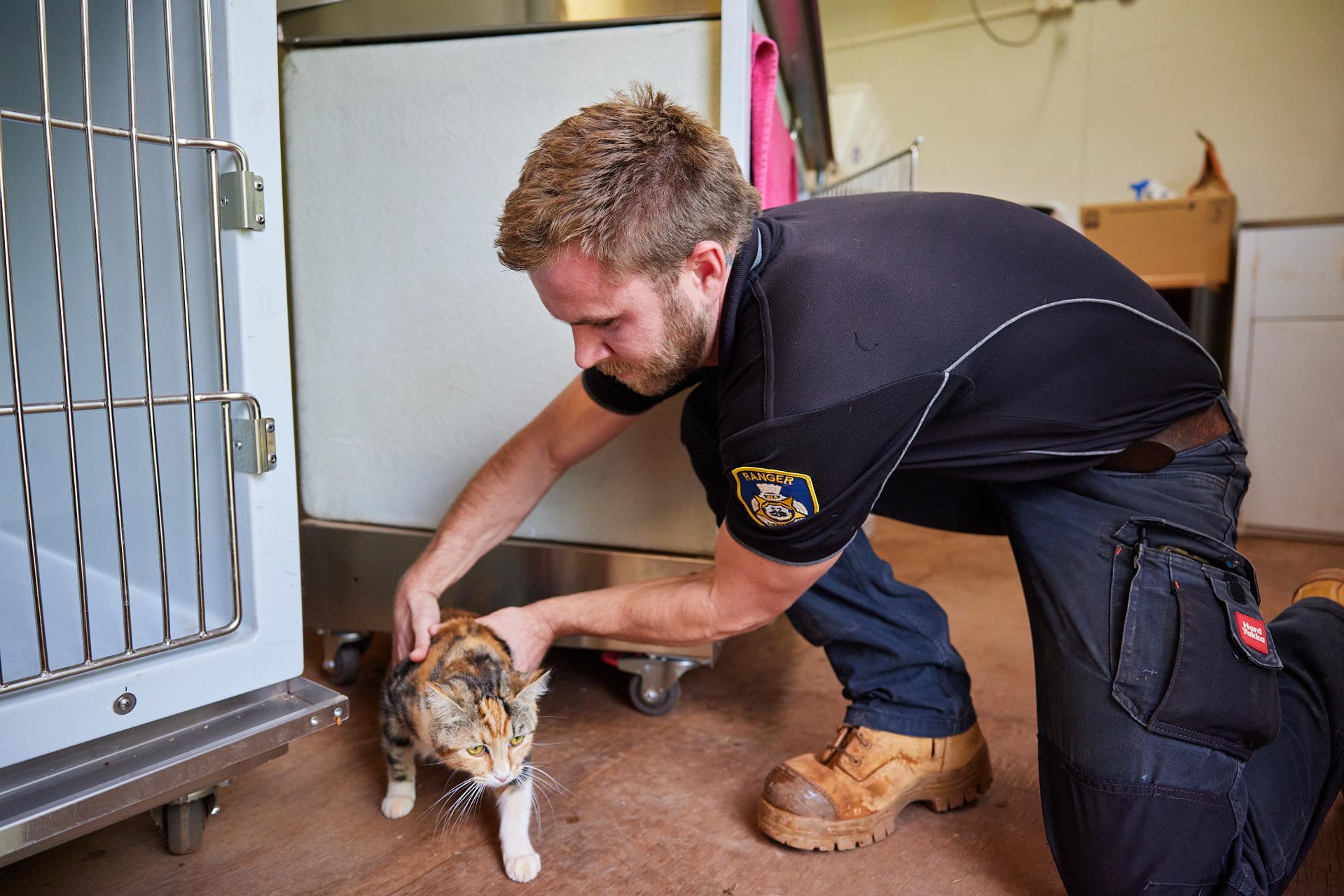 Responsible Cat Ownership Image