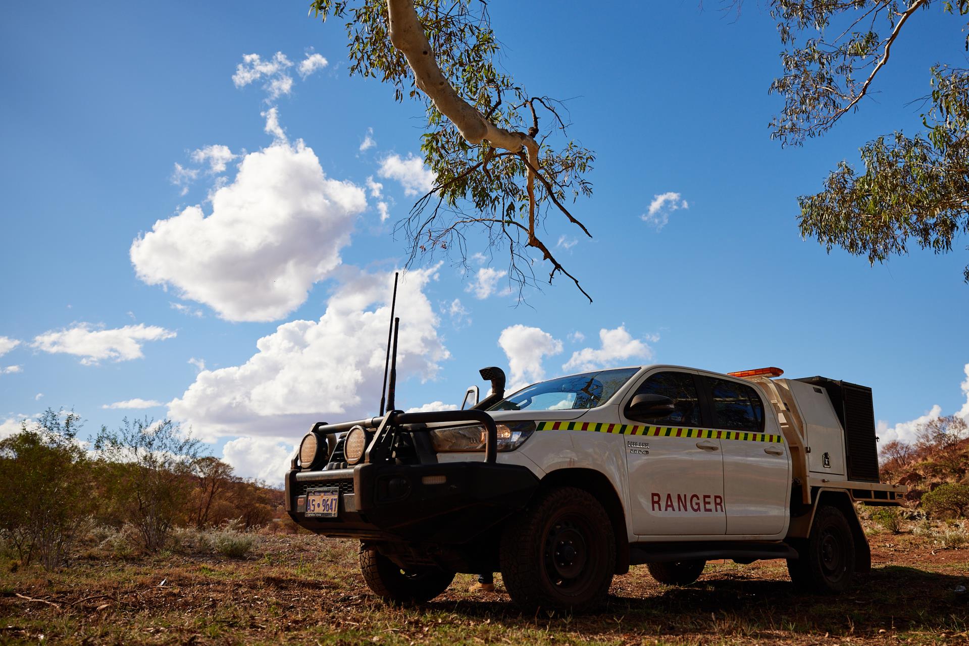 Impounded Animals Image