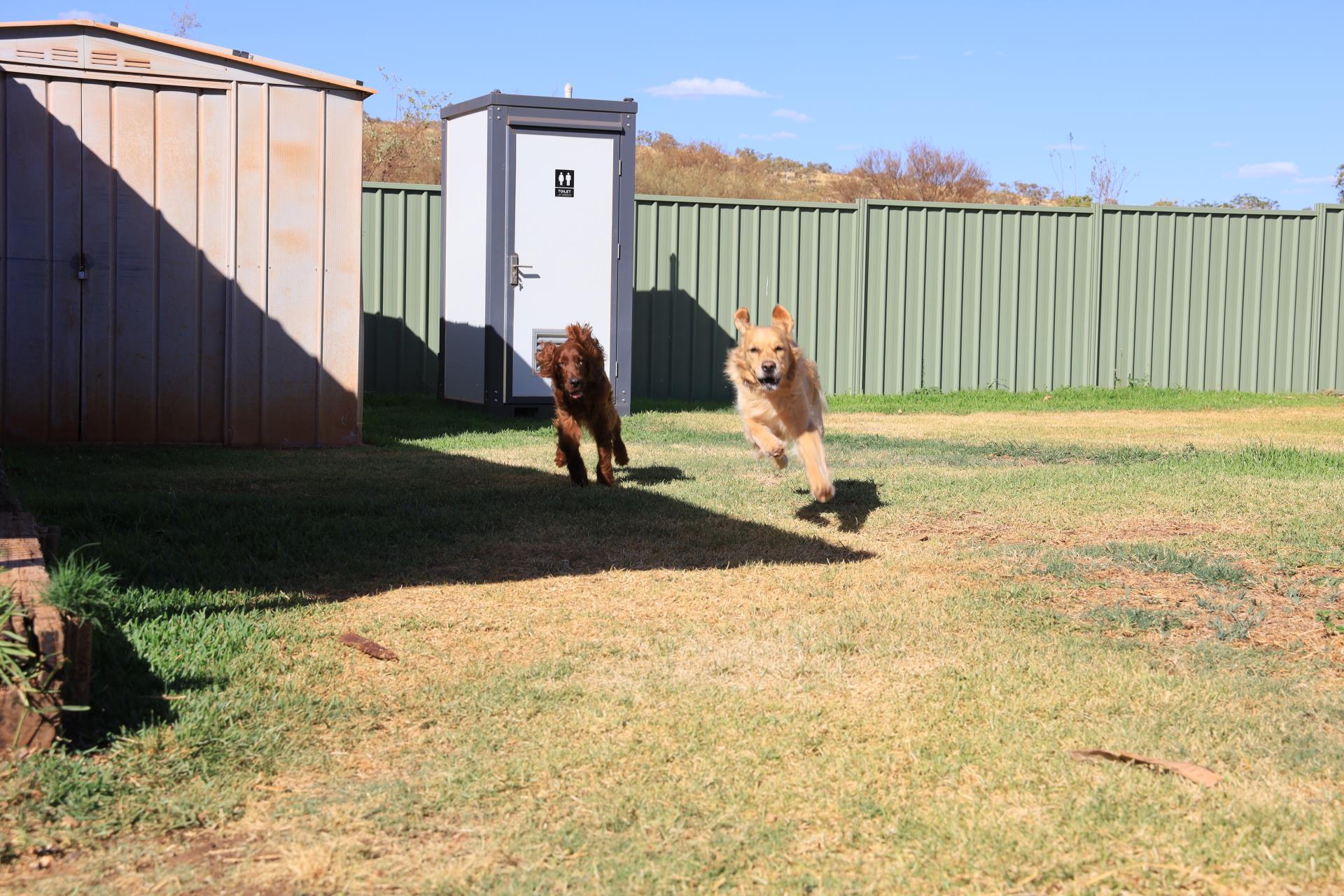 Dog Kennel Bookings Image