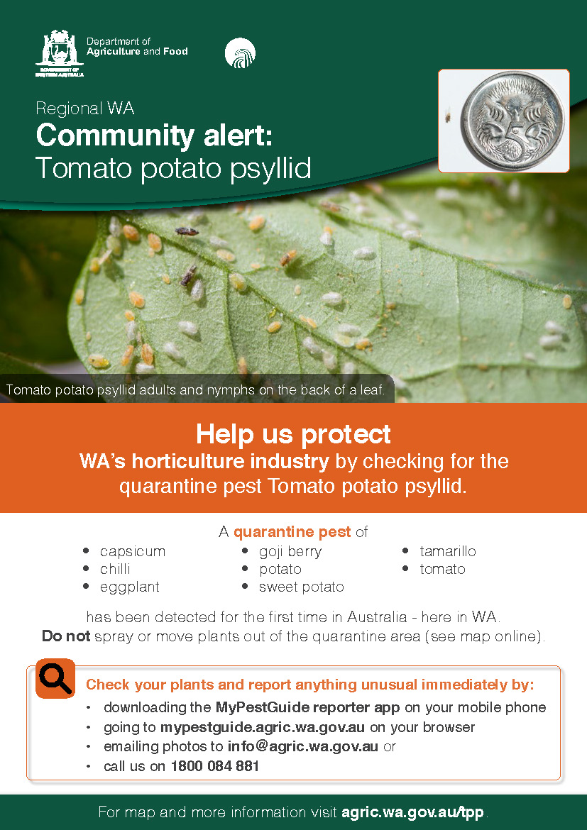 Community alert: Tomato potato psyllid