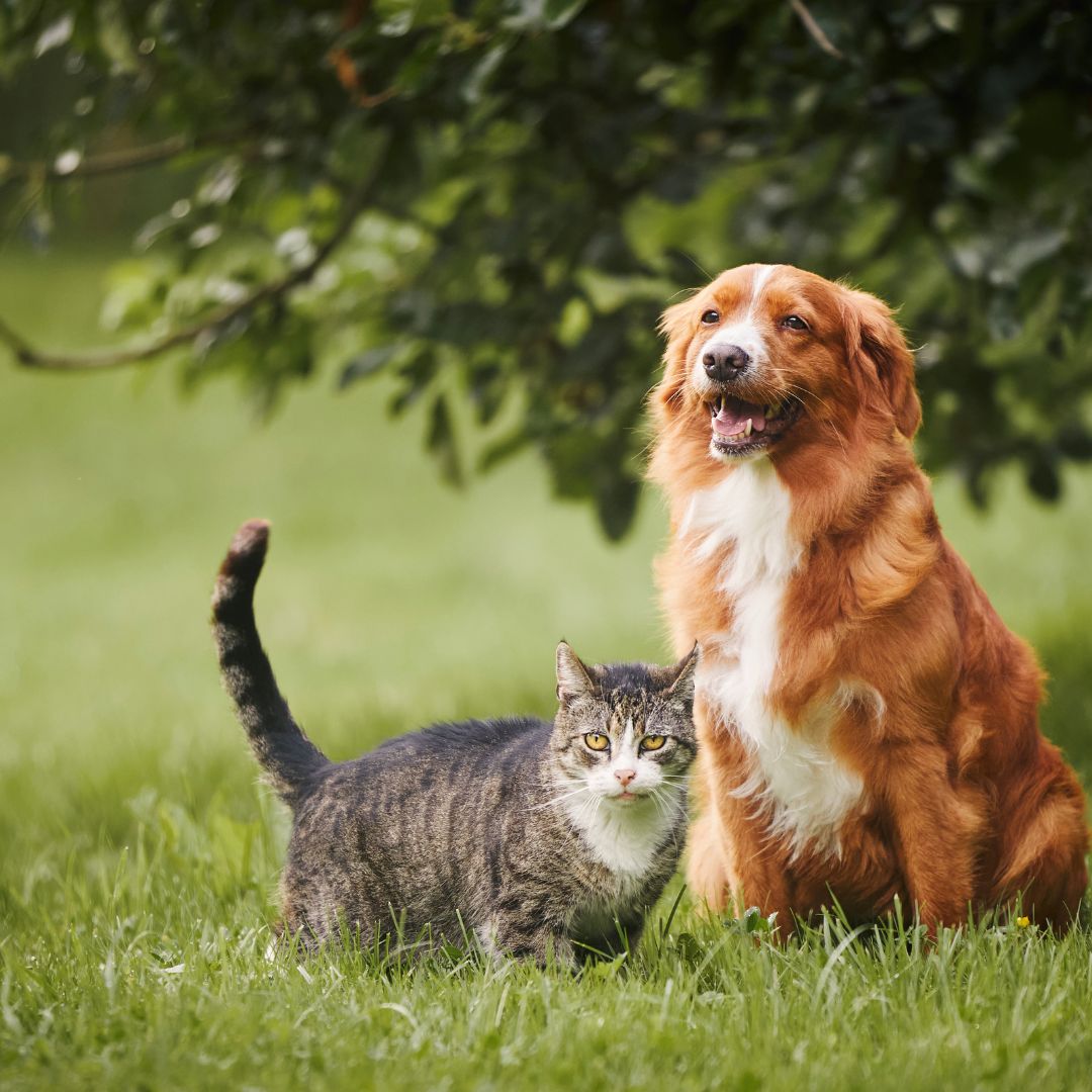 Dog and Cat Registration Image