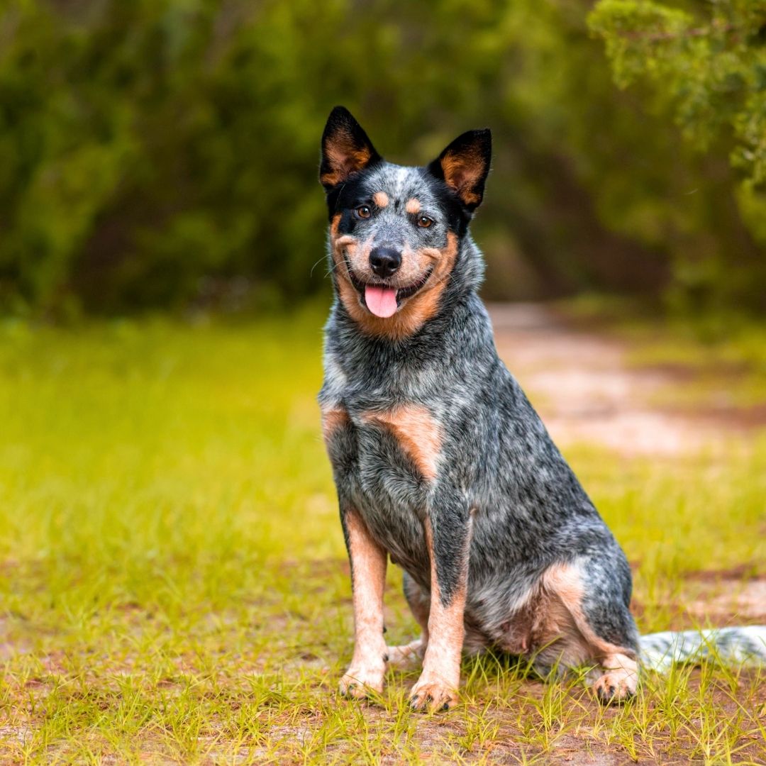 Responsible Dog Ownership Image