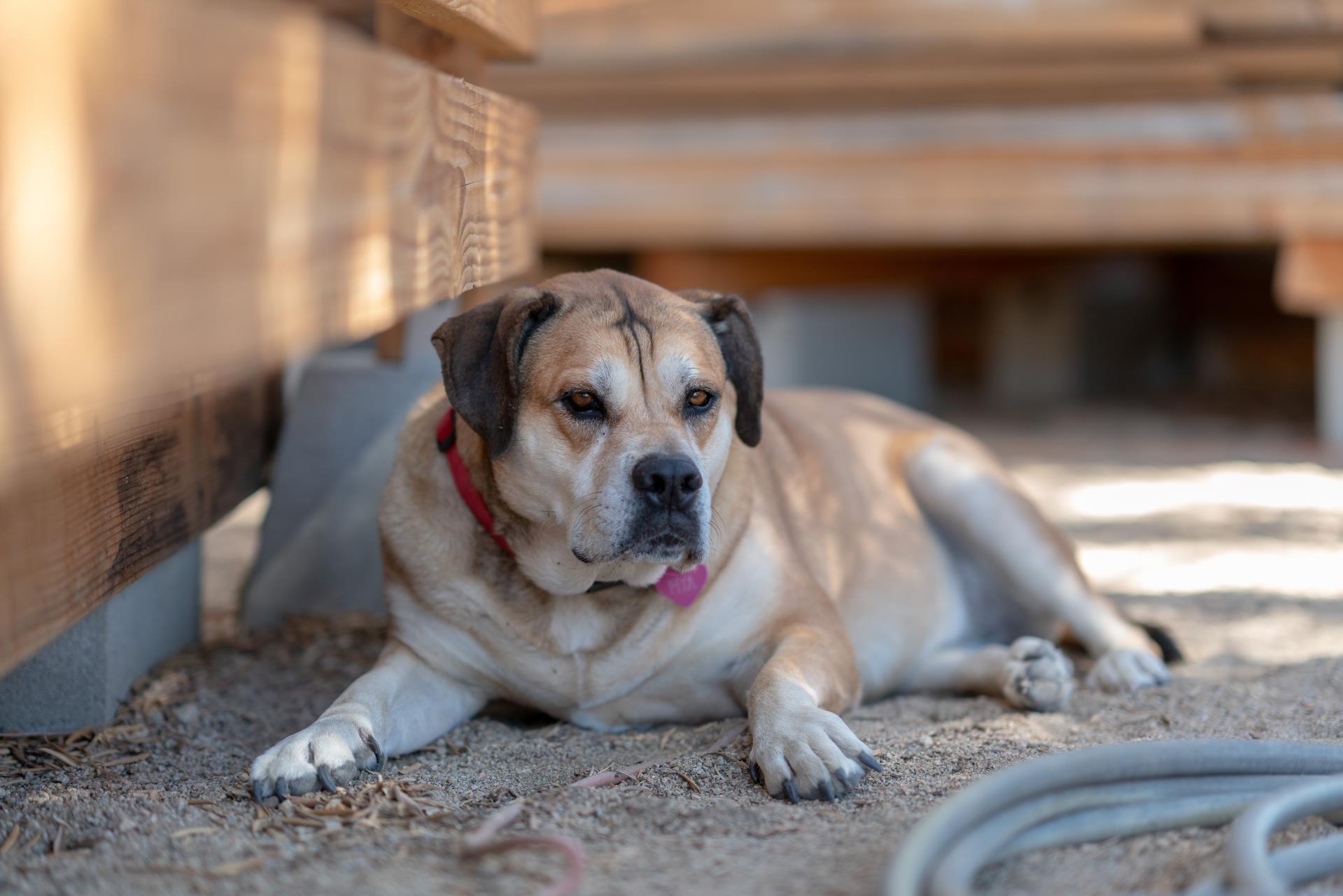 Dog Kennel Image