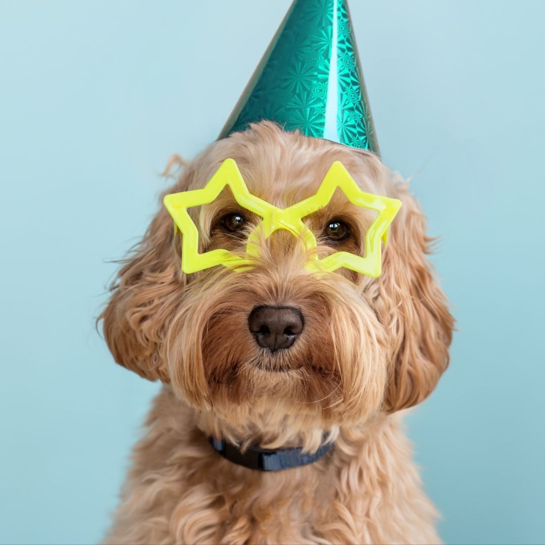 Tom Price's Best Dressed Pet Competition
