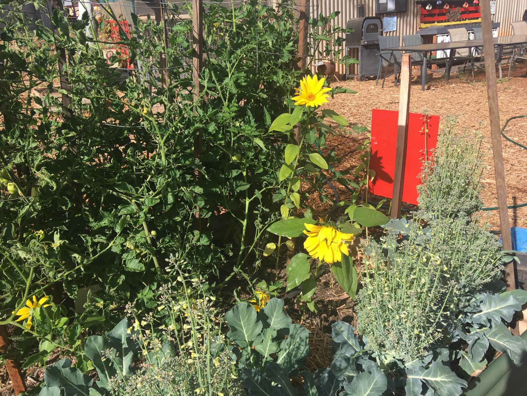Tom Price Community Garden Busy Bees