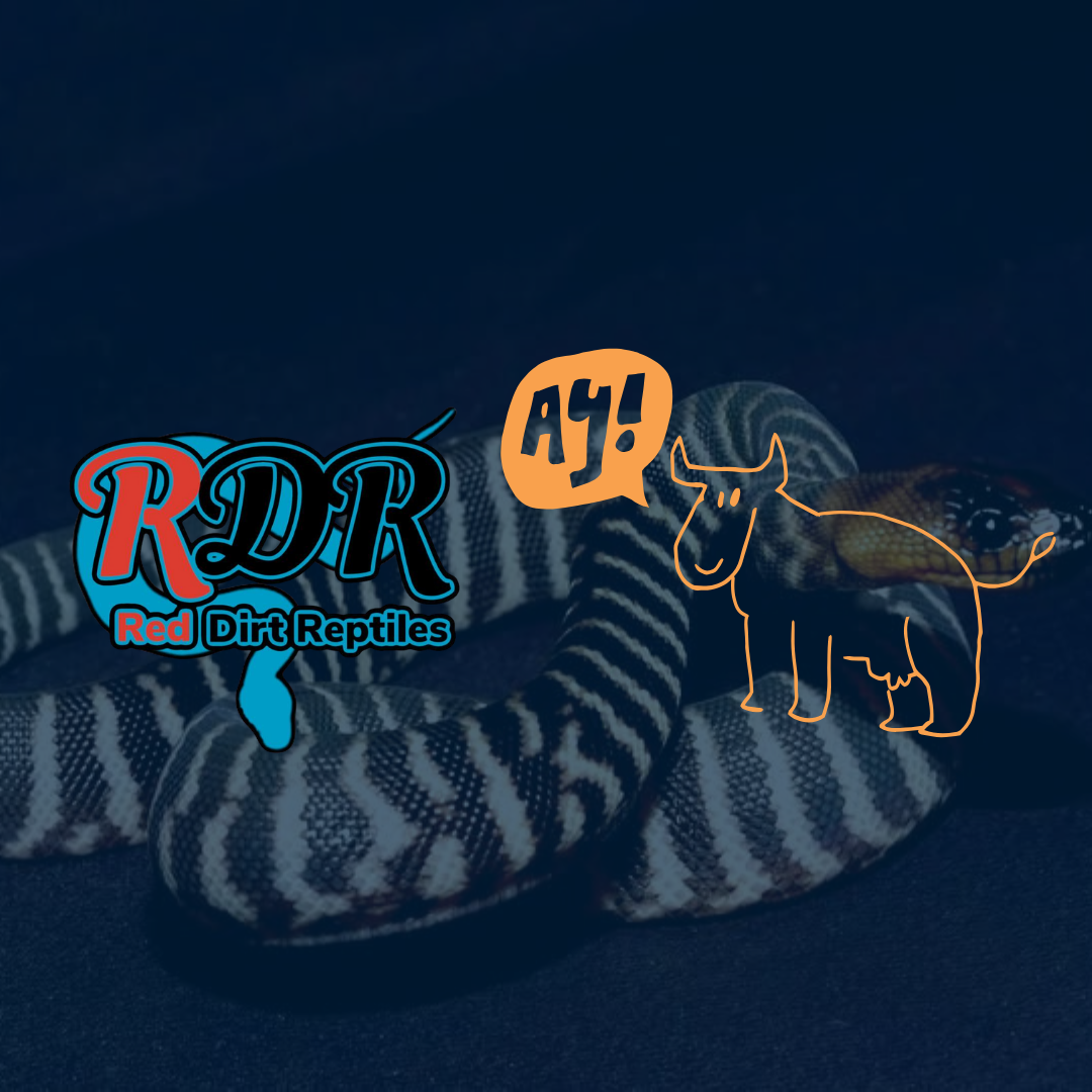 Paraburdoo Red Dirt Reptiles