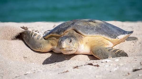 Ten Years of Turtles!