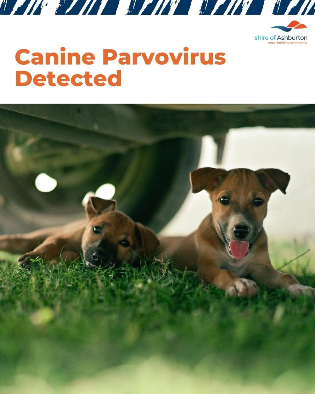 Community Notice: Parvovirus Detected in the Shire of Ashburton