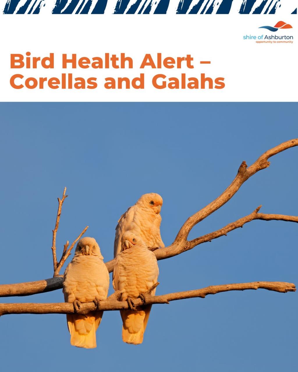 Bird Health Alert – Corellas and Galahs
