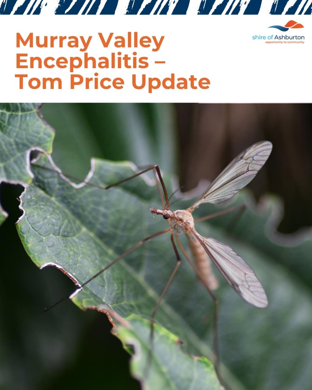 Tom Price Mosquito Update – Murray Valley Encephalitis (MVE)