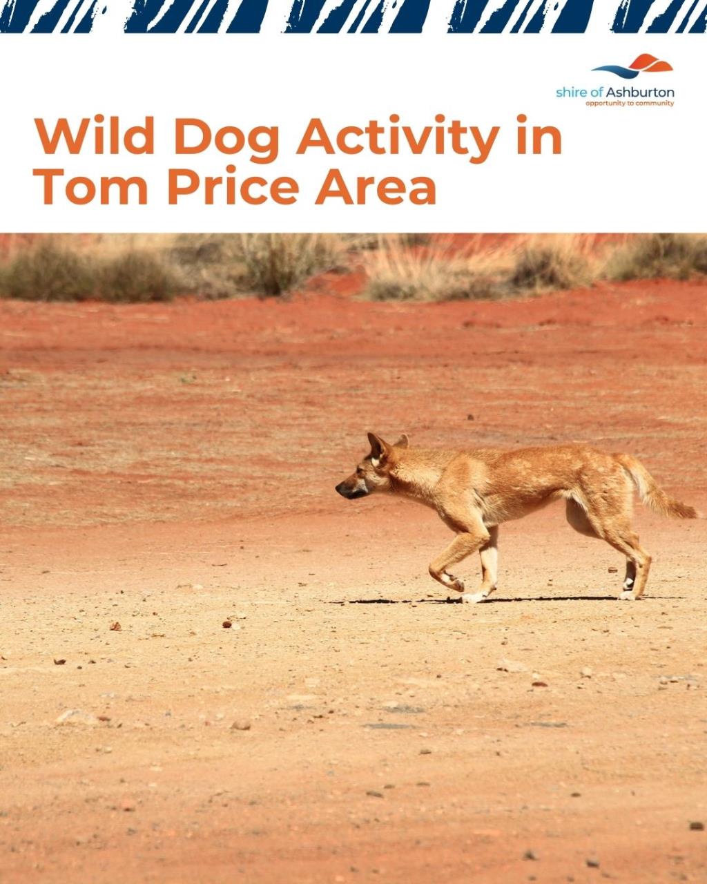 Wild Dog Activity in the Tom Price Area