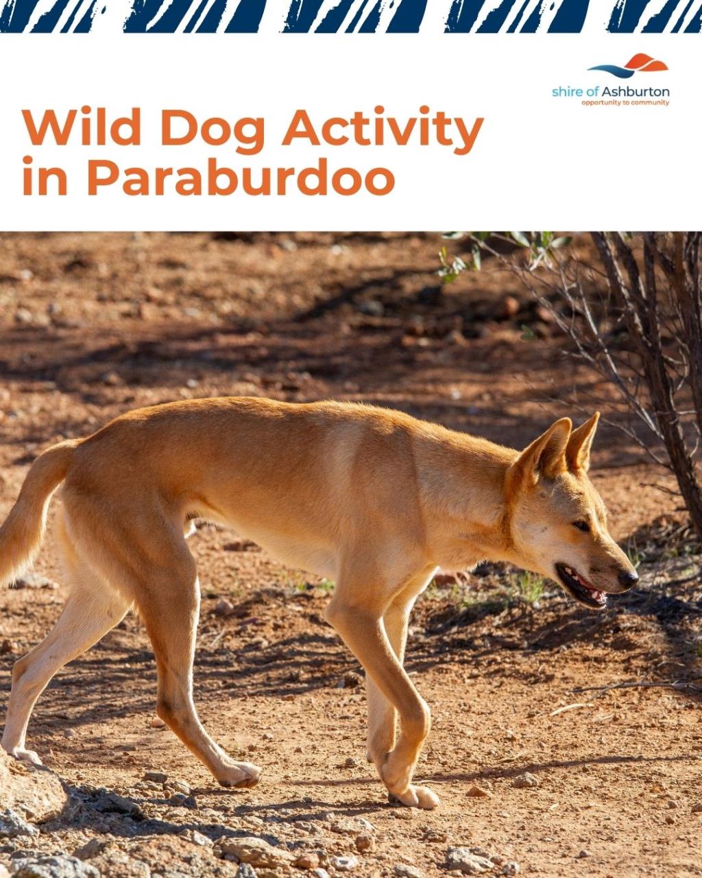 Wild Dog Activity in the Paraburdoo Area
