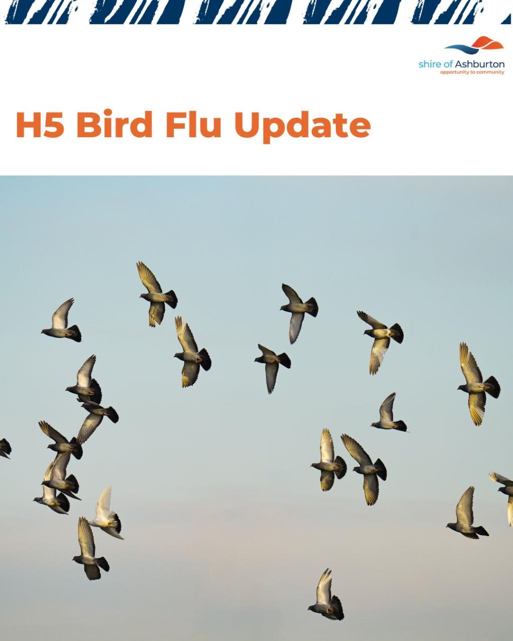 H5 Bird Flu Community Update