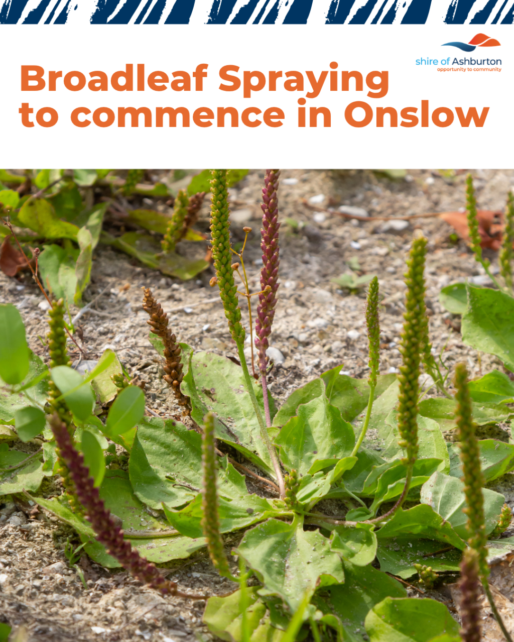 Broadleaf Spraying to Commence in Onslow