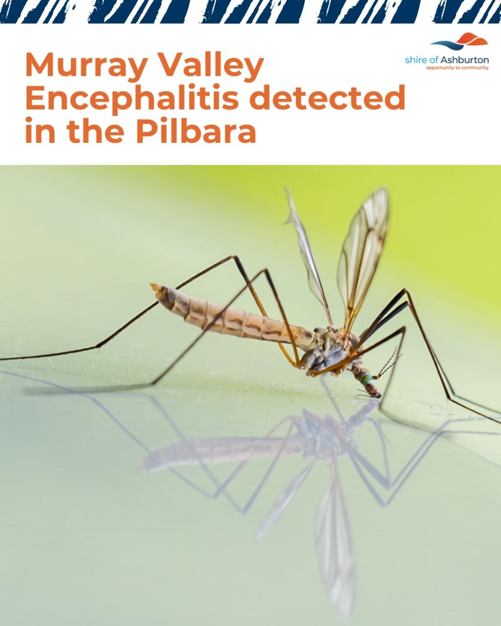 Murray Valley Encephalitis detected in the Pilbara