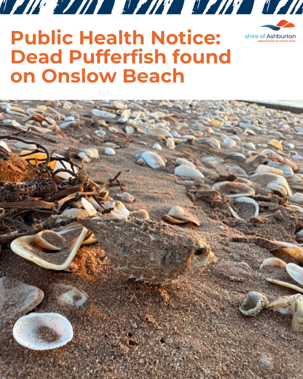 Public Health Notice: Dead Pufferfish found on Onslow Beach