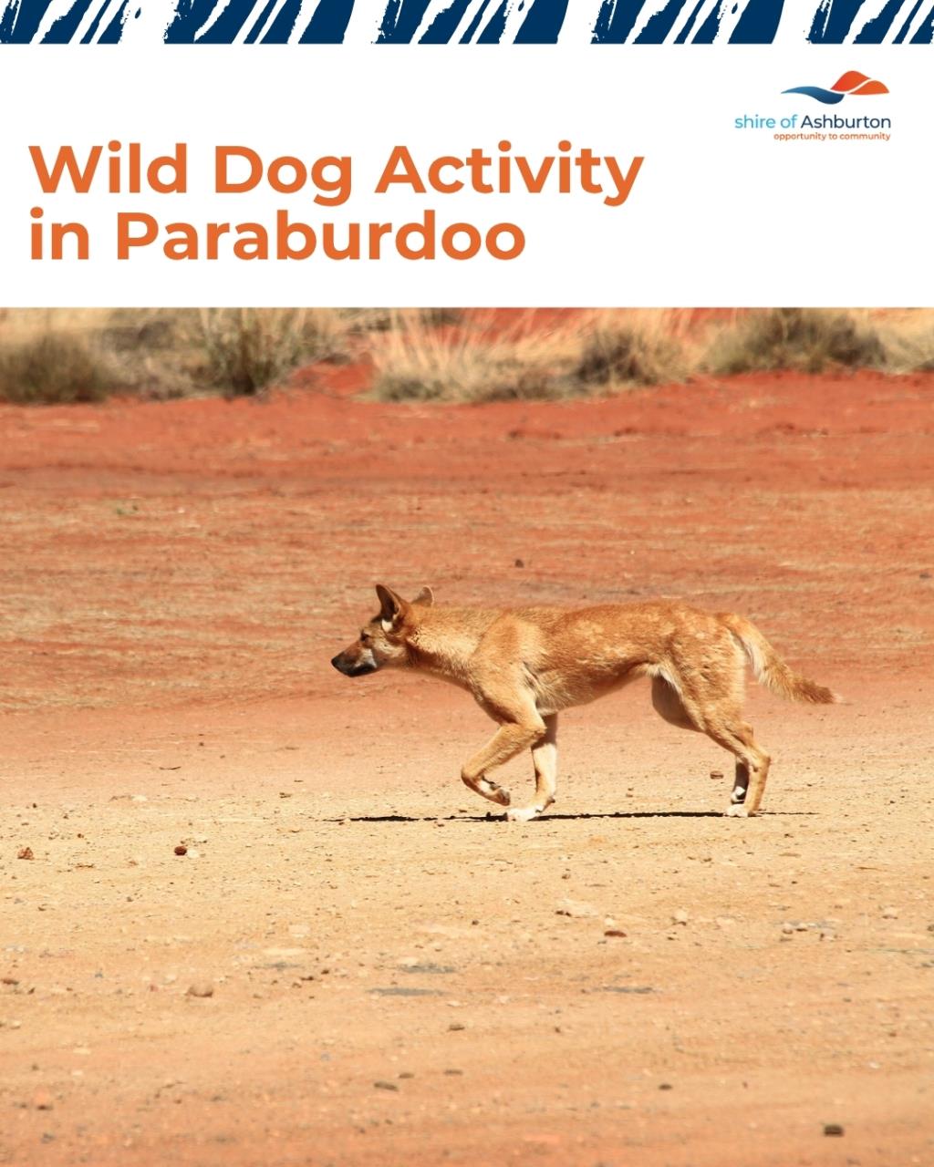 Wild Dog Activity in Paraburdoo Town Centre