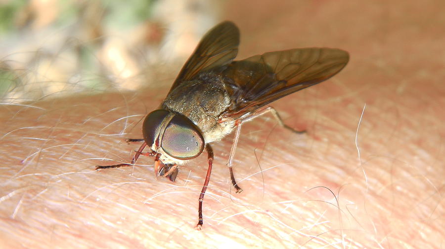 Community alerted to increased insect activity