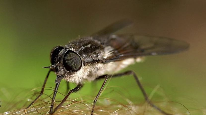Residents alerted to increased March fly activity
