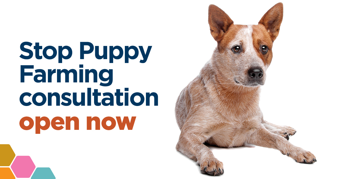 Stop Puppy Farming — consultation open