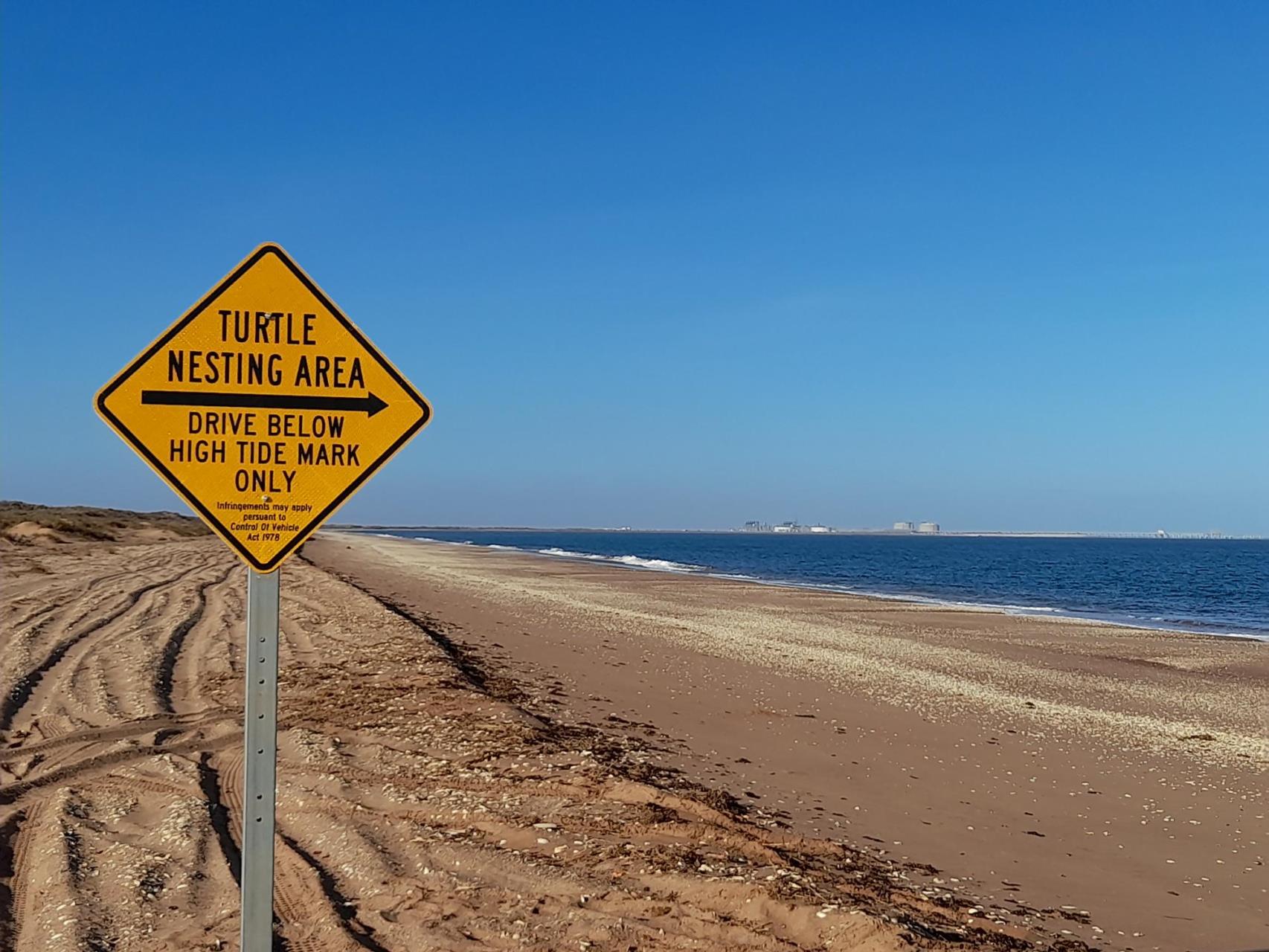 Residents and tourists asked to drive with caution during turtle nesting